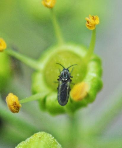 Dasyhelea sp.